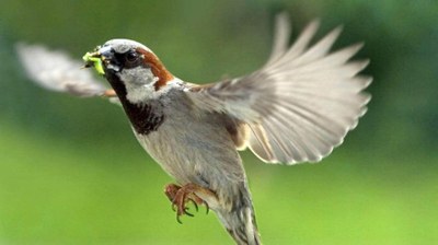 moineau