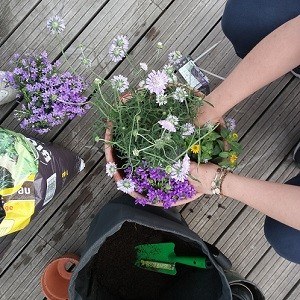workshop fleurs de balcon